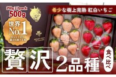【完熟クラフト苺BERRY】有名シェフ御用達【紅白いちご】樹上完熟よつぼし・淡雪 約500g（出荷2024年12月上旬～2025年5月下旬）
