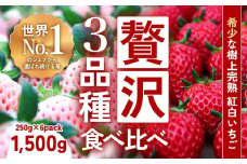 【完熟クラフト苺BERRY】有名シェフ御用達【樹上完熟いちご 欲張り３種セット（白いちご＋赤２品種）】約1500g（出荷2024年12月上旬～2025年5月下旬）