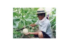 木曽岬産マスクメロン　2玉(1玉1.5kg以上)　令和7年7月25日から発送【1259093】