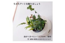 ミドリエデザイン GREEN FRAME(ミルク)【1553860】