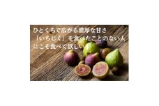THE FIG ～皮ごと食べれるいちじく～　300g×4パックセット【1644926】