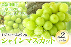 【先行予約】シャインマスカット 約2kg 4~6房 株式会社シグマサポート《9月上旬-10月下旬頃出荷》三重県 東員町 マスカット ぶどう シャイン 農福連携 フルーツ 果物 冷蔵 冷蔵便