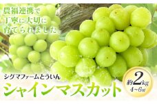 【先行予約】シャインマスカット 約2kg 4~6房 株式会社シグマサポート《9月上旬-10月下旬頃出荷》三重県 東員町 マスカット ぶどう シャイン 農福連携 フルーツ 果物 冷蔵 冷蔵便