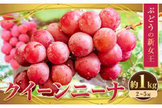 ぶどう【先行予約】クイーンニーナ 約1kg 約1kg 2~5房 株式会社シグマサポート《2025年9月中旬-11月上旬頃出荷》三重県 東員町 ぶどう ブドウ フルーツ 果物 冷蔵 冷蔵便 クインニーナ 葡萄