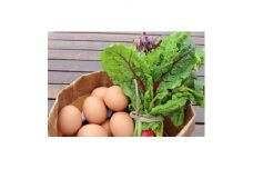 自然のまま育った野菜7種類と平飼有精卵のセット【1407484】