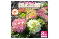 あじさい詰め合わせ4号鉢×8鉢入(3～4品種)【1217222】