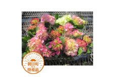 あじさい詰め合わせ4号鉢×11鉢入(5～6品種)【1217223】