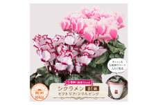過去に農林水産大臣賞等複数受賞…シクラメン　ビクトリア+フリルピンク5号鉢(15cm)×2鉢底面給水【1220894】