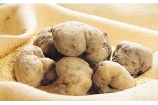 JA-01　300年の歴史を誇る　特産伊勢いも