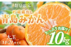 貯蔵蔵出し 青島みかん 大玉 M～2Lサイズ 10kg 蜜柑 みかん ミカン 柑橘類 数量限定 旬 柑橘 フルーツ 果物 くだもの 貯蔵みかん 人気 美味しい 三重県 多気町 JA-06