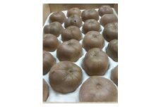 【数量限定】低農薬栽培 追熟アップルキウイ 20個 化学肥料不使用 TE‐01
