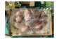 玄米桑茶ロック(動物性食品&砂糖&小麦不使用)