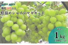 【2025年発送】糖度20度以上 粒詰めシャインマスカット 1kg（粒500g × 2） 食べおさめ！※収穫終了間際のため規格外品も含みます シャインマスカット シャイン 葡萄 ぶどう ブドウ フルーツ くだもの 果物 家庭用 ワケアリ 訳あり わけあり 三重県 多気町 TD-07