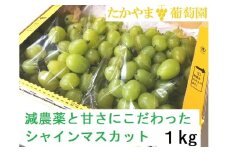 【2025年発送】糖度18度以上 粒詰めシャインマスカット 1kg（粒500g × 2） 食べおさめ！※収穫終了間際のため規格外品も含みます シャインマスカット シャイン 葡萄 ぶどう ブドウ フルーツ くだもの 果物 家庭用 ワケアリ 訳あり わけあり 三重県 多気町 TD-07