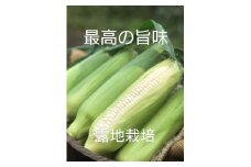 TZM‐01　有機肥料で土づくり　高い糖度が自慢のホワイトコーン　10本（約6kg）