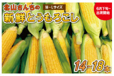 ★レビューキャンペーン対象★北山さんちの新鮮 とうもろこし キャンプ BBQ 人気 トウモロコシ 生 野菜 産地直送 朝どれ 甘い 期間限定 国産 旬 夏野菜 kn2