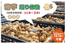 ★レビューキャンペーン対象★菊芋堀り 体験 （10kgまでお持ち帰りいただけます） 芋ほり 芋掘り お持ち帰り お土産 みやげ 粉末 パウダー イヌリン 国産 糖質 有機 血糖値 体型 血圧 いも 菊芋茶 菊芋チップス SDGs エコ サスティナブル 健康 話題 農薬不使用 食物繊