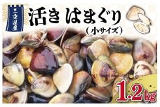 【しもい水産】三重県産 活きはまぐり 小サイズ 1.2kg はまぐり ハマグリ 天然はまぐり 活はまぐり 天然 砂抜き ふるさと納税 ふるさと 人気 網焼き 酒蒸し お吸い物 バーベキュー BBQ