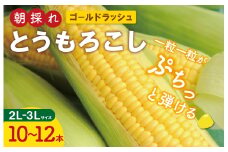 ★レビューキャンペーン対象★明和町産 朝採れ とうもろこし ゴールドラッシュ 10本～12本 BBQ 人気 トウモロコシ 生 野菜 新鮮 採れたて 産地直送 朝どれ 甘い 期間限定 国産 旬 夏野菜 きたむら