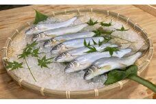（冷蔵）　鮎　約1kg／大森水産　あゆ　お取り寄せグルメ　川魚　和食　三重県　大台町