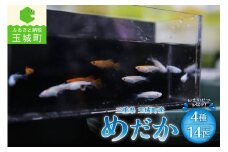 三重県玉城町産 めだか 4種 14匹