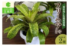 観葉植物 フリーセア5号 お任せ2種セット