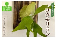コウモリラン(ビカクシダ)焼き杉板付け