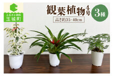 観葉植物3種プラ鉢セット