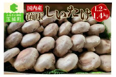 国内産菌床しいたけ1.2kg～1.4kg