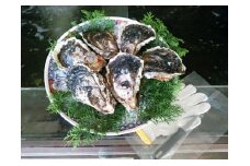 （冷蔵）厳選　岩牡蠣　6個　海の幸　生食ＯＫ　牡蠣ナイフ　軍手付き／鈴木水産　海鮮　貝類　カキ　度会町　伊勢志摩