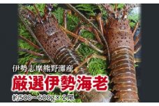 伊勢志摩　熊野灘の厳選　伊勢海老　２尾　約500～600ｇ／鈴木水産　生食可能　海鮮　エビ　度会町
