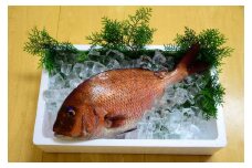 （冷蔵） 錦産 養殖 真鯛 まるごと1匹 ／ 魚々錦 ふるさと納税 大紀ブランド 魚 たい 海鮮 海産 お取り寄せ グルメ 三重県 大紀町