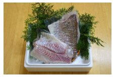 （冷蔵） 錦産 養殖 真鯛 フィレ 半身 2枚入り ／ 魚々錦 ふるさと納税 大紀ブランド 魚 たい 海鮮 海産 お取り寄せ グルメ 三重県 大紀町