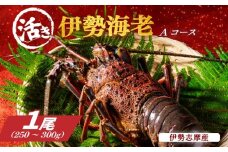 活き 伊勢海老 Ａコース 1尾 約250～300g 山金商店 地物 伊勢 伊勢えび 高級 鮮魚 焼き物 汁物 海鮮 特産 海の幸 魚介 イセエビ 海老 えび 三重県 南伊勢町 伊勢志摩産 伊勢志摩