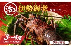 活き 伊勢海老 Ｂコース 3～4尾 約800～850g 山金商店 伊勢えび エビ 高級 グルメ 焼き物 汁物 海鮮 特産 海の幸 魚介 海老 伊勢志摩産