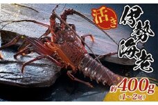 最高級 活き 伊勢海老 約400g 1～2尾 Aコース 伊勢えび 産地直送 天然 国産 海鮮 新鮮 刺し身 味噌 焼き物 ギフト 贈答 えび 海老 ebi いせえび 高級食材 お歳暮 お正月 年末年始 三重県 南伊勢 伊勢 志摩 25000円 二万五千円