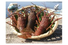 活き 伊勢海老Ｂコース 2～5尾（約800～850g） 山庄水産 ／ 伊勢えび エビ 海老 伊勢志摩産