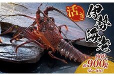 最高級 活き 伊勢海老 約800～900g 2～5尾 Bコース 伊勢えび 産地直送 天然 国産 海鮮 新鮮 刺し身 味噌 焼き物 ギフト 贈答 えび 海老 ebi いせえび 高級食材 お歳暮 お正月 年末年始 三重県 南伊勢 伊勢 志摩 45000円 四万五千円