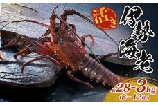 最高級 活き 伊勢海老 約2.8～3kg 8～12尾 大漁コース 伊勢えび 産地直送 天然 国産 海鮮 新鮮 刺し身 味噌 焼き物 ギフト 贈答 えび 海老 ebi いせえび 高級食材 お歳暮 お正月 年末年始 三重県 南伊勢 伊勢 志摩