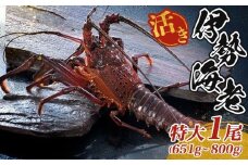 最高級 活き 大伊勢海老 約651～800g 1尾 伊勢海老 伊勢えび 産地直送 天然 国産 海鮮 新鮮 刺し身 味噌 焼き物 ギフト 贈答 えび 海老 ebi いせえび 高級食材 お歳暮 お正月 年末年始 三重県 南伊勢 伊勢 志摩