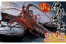 最高級 活き 大伊勢海老 約801～1000g 1尾 伊勢海老 伊勢えび 産地直送 天然 国産 海鮮 新鮮 刺し身 味噌 焼き物 ギフト 贈答 えび 海老 ebi いせえび 高級食材 お歳暮 お正月 年末年始 三重県 南伊勢 伊勢 志摩
