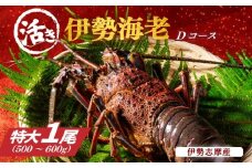 特大 活き 伊勢海老 Ｄコース 1尾 500～600g 山金商店 伊勢えび エビ 海老 鮮魚 焼き物 汁物 海鮮 特産 海の幸 魚介 イセエビ 三重県 南伊勢町 伊勢志摩産 伊勢志摩産