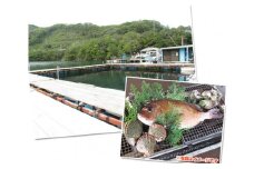 釣り チケット 8名 貸し切り お土産 付き 城水産 釣堀 釣り堀 魚釣り つり フィッシング 筏釣り 観光 旅行 アクティビティ 家族 子供 子ども 利用券 体験 鯛 たい 魚 魚介 海鮮 海産物 海 刺し身 三重 南伊勢 伊勢志摩