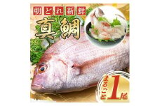 タイ 鯛 1匹 伊勢志摩産 真鯛 まだい たい tai 新鮮 魚 魚介 海鮮 海産物 海 特産品 海の幸 真空チルド 刺し身 塩焼き 煮付け 丸焼き 尾頭付き ムニエル アクアパッツァ 産地直送 国産 冷蔵 三重県 南伊勢 伊勢 志摩 城水産 朝どれ 内蔵処理済み 8000円 8千円