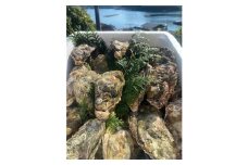 （冷蔵）セル牡蠣　竹コース　Lサイズ　20個　Mサイズ　10個　加熱用／シェルファームみつなが　かき　伊勢志摩　お取り寄せグルメ　三重県　南伊勢町