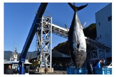 （冷蔵）南伊勢町産　養殖　本まぐろ　1本　50～60kg／三重外湾漁業協同組合　パーティー　イベント　丸ごと　鮪　三重県　伊勢志摩
