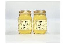 国産 はちみつ アカシア 500ｇ × 2本入り セット 長谷川養蜂 1kg 非加熱 瓶 希少 純粋はちみつ ハチミツ 蜂蜜 honey 蜜 ヨーグルト 朝食 ハニー 防災 備蓄 保存食 三重県 南伊勢町 伊勢 志摩