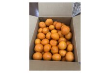 樹上 完熟 南伊勢町 みかん ／ 前田農園 温州みかん 減農薬 有機肥料 三重県