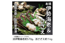 （冷蔵） 活伊勢海老 ＆ 活さざえ （A） ／ 丸池 伊勢えび イセエビ 壺焼 さざえ 海鮮 特産 海の幸 新鮮 三重県 南伊勢町 伊勢志摩