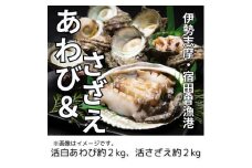 （冷蔵） 活あわび ＆ 活さざえ （C） ／ 丸池 アワビ 壺焼 さざえ 海鮮 海の幸 新鮮 三重県 南伊勢町 伊勢志摩